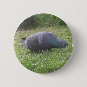 Badge Rond 5 Cm Bouton Pigeon dormant