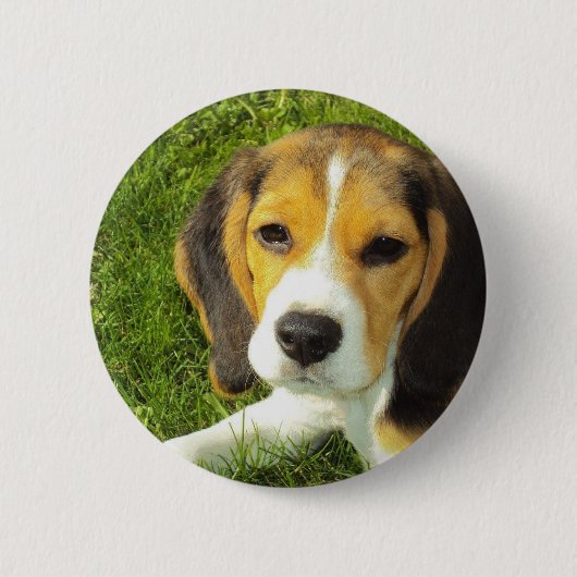 Badge Rond 5 Cm Bouton rond de beagle (Devant)