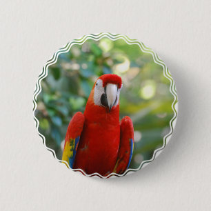 Badge Rond 5 Cm Bouton rouge brillant de perroquet