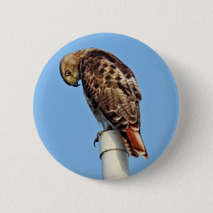 Badge Rond 5 Cm Bouton Rouge-Coupé la queue de faucon