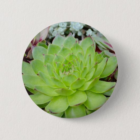Badge Rond 5 Cm Bouton Succulent (Devant)