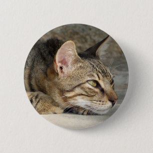 Badge Rond 5 Cm Bouton Tabby Cat