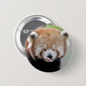 Badge Rond 5 Cm Boutons panda rouge. Panda roux. (Devant & derrière)