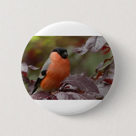 Badge Rond 5 Cm Bull Finch (Devant)