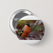 Badge Rond 5 Cm Bull Finch (Devant & derrière)