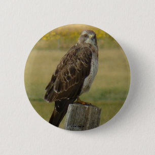 Badge Rond 5 Cm Buse de Swainson