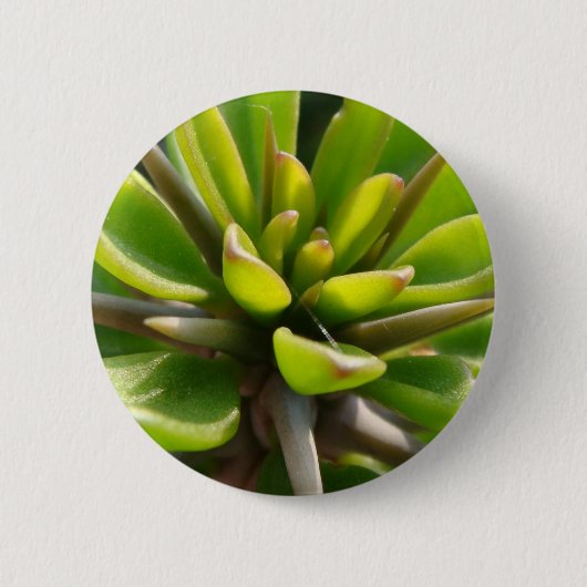 Badge Rond 5 Cm Cactus frais (Devant)
