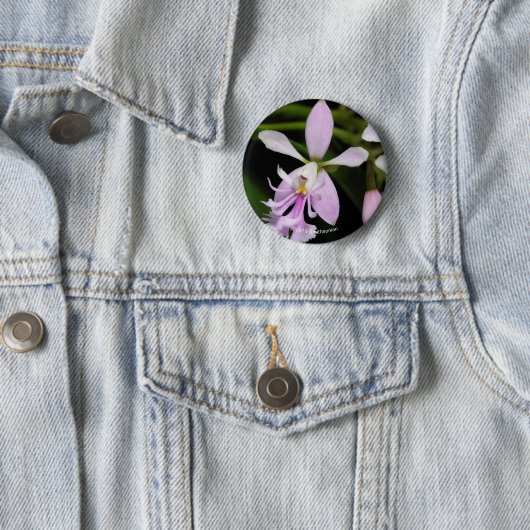 Badge Rond 5 Cm Caligarium d'Epidendrum (En situation)