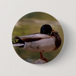 Badge Rond 5 Cm Canard de Mallard