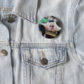 Badge Rond 5 Cm Capucin à tête blanche se reposant (En situation)