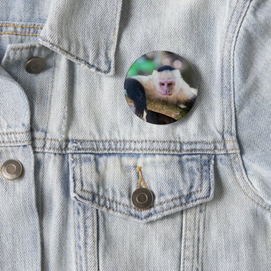 Badge Rond 5 Cm Capucin à tête blanche se reposant (En situation)