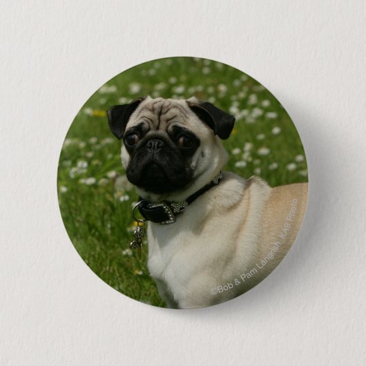 Badge Rond 5 Cm Carlin jouant en fleurs (Devant)