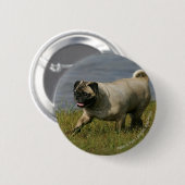 Badge Rond 5 Cm Carlin jouant près de l'eau (Devant & derrière)