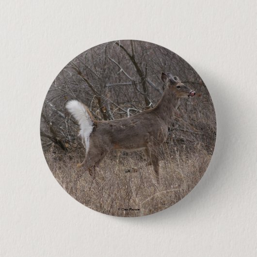 Badge Rond 5 Cm Cerf à queue blanche D1 (Devant)