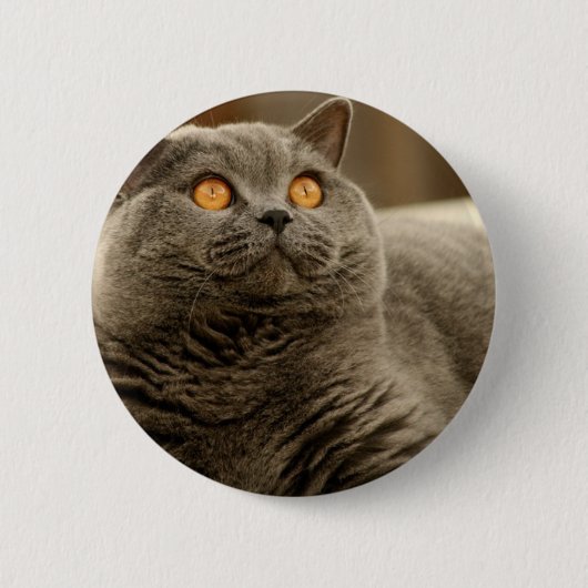 Badge Rond 5 Cm Chat : Chat Shorthair (Devant)