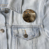 Badge Rond 5 Cm Chat : Chat Shorthair (En situation)