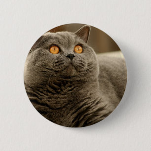 Badge Rond 5 Cm Chat : Chat Shorthair