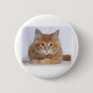 Badge Rond 5 Cm Chaton 9Y226D-373a de ragondin du Maine