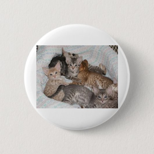 BADGE ROND 5 CM CHATONS MIGNONS DANS UN PANIER (Devant)