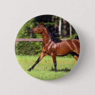 Badge Rond 5 Cm Cheval arabe courant 2