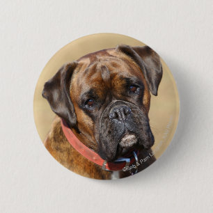 Badge Rond 5 Cm Chien Brindle de boxeur