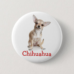 Badge Rond 5 Cm Chien Chihuahua Tan et Blanc