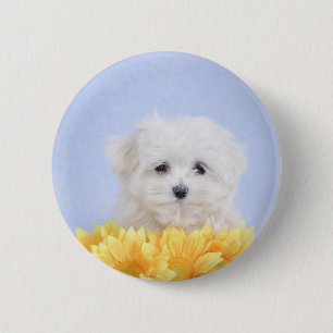 Badge Rond 5 Cm Chien maltais