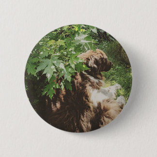 Badge Rond 5 Cm Chien Terre-Neuve Bouton Brun Blanc Landseer