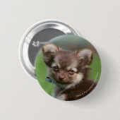Badge Rond 5 Cm Chiot à cheveux longs de chiwawa regardant (Devant & derrière)