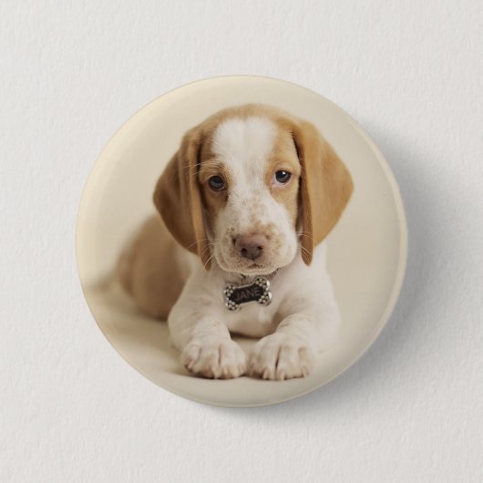 Badge Rond 5 Cm Chiot de beagle (Devant)
