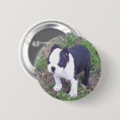Badge Rond 5 Cm Chiot de Boston Terrier (Devant & derrière)