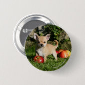 Badge Rond 5 Cm Chiot de chiwawa avec des pommes (Devant & derrière)