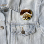 Badge Rond 5 Cm chiot jaune 2 labo (En situation)