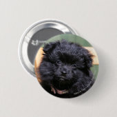 Badge Rond 5 Cm Chiot noir de Pomeranian (Devant & derrière)