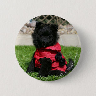 Badge Rond 5 Cm Chiot noir de Pomeranian regardant