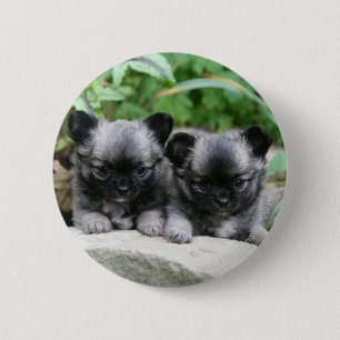 Badge Rond 5 Cm Chiots aux cheveux longs de chiwawa