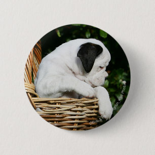 Badge Rond 5 Cm Chiots de boxeur dans le panier