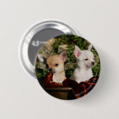 Badge Rond 5 Cm Chiots de chiwawa (Devant & derrière)