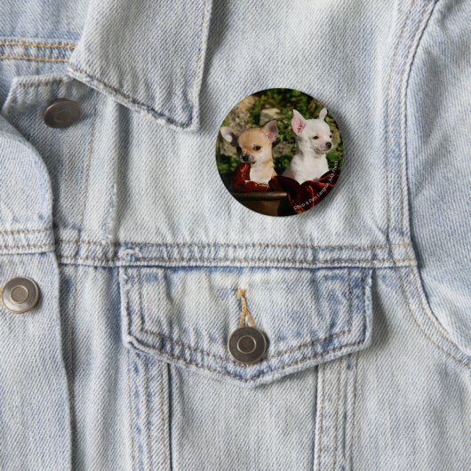 Badge Rond 5 Cm Chiots de chiwawa (En situation)