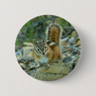 Badge Rond 5 Cm Chipmunk dans le parc national des Glaciers