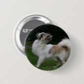 Badge Rond 5 Cm Chiwawa aux cheveux longs regardant (Devant & derrière)