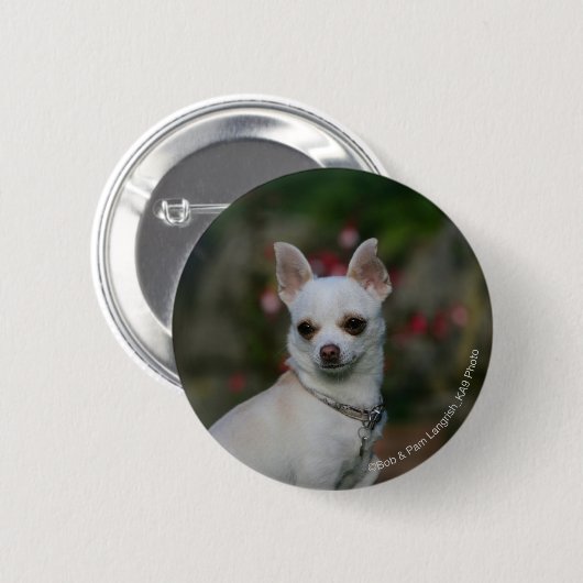 Badge Rond 5 Cm Chiwawa blanc (Devant & derrière)