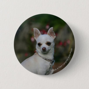 Badge Rond 5 Cm Chiwawa blanc