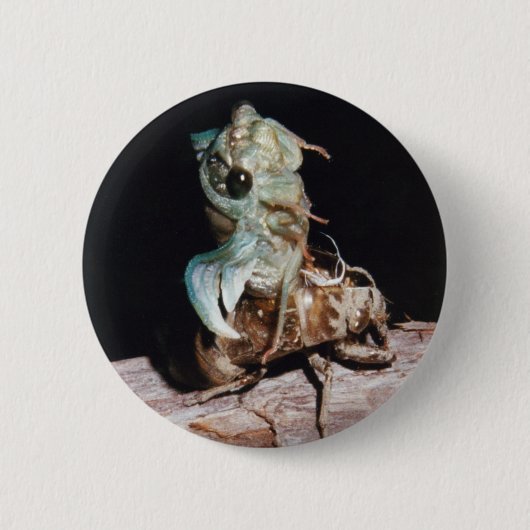 Badge Rond 5 Cm Cicada (Devant)