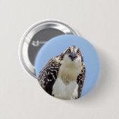 Badge Rond 5 Cm Closeup d'un balbuzard juvénile (Devant & derrière)