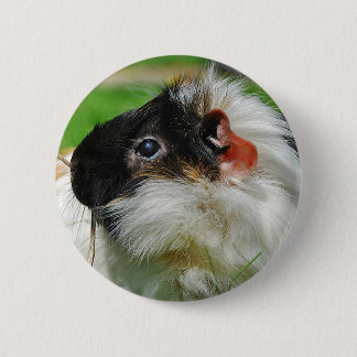 Badge Rond 5 Cm Cobaye Chewie