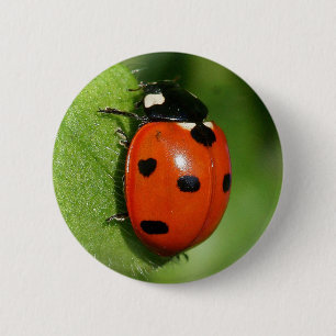 Badge Rond 5 Cm Coccinelle