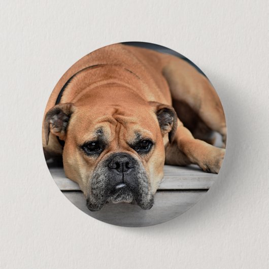 Badge Rond 5 Cm Continental Bulldog personnalisable (Devant)