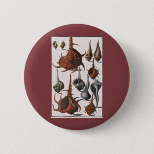 Badge Rond 5 Cm Coquillages, Coquillages Marins Anciens, Vie Marin