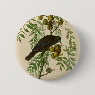 Badge Rond 5 Cm Corbeau américain d'Audubon oiseau noir
